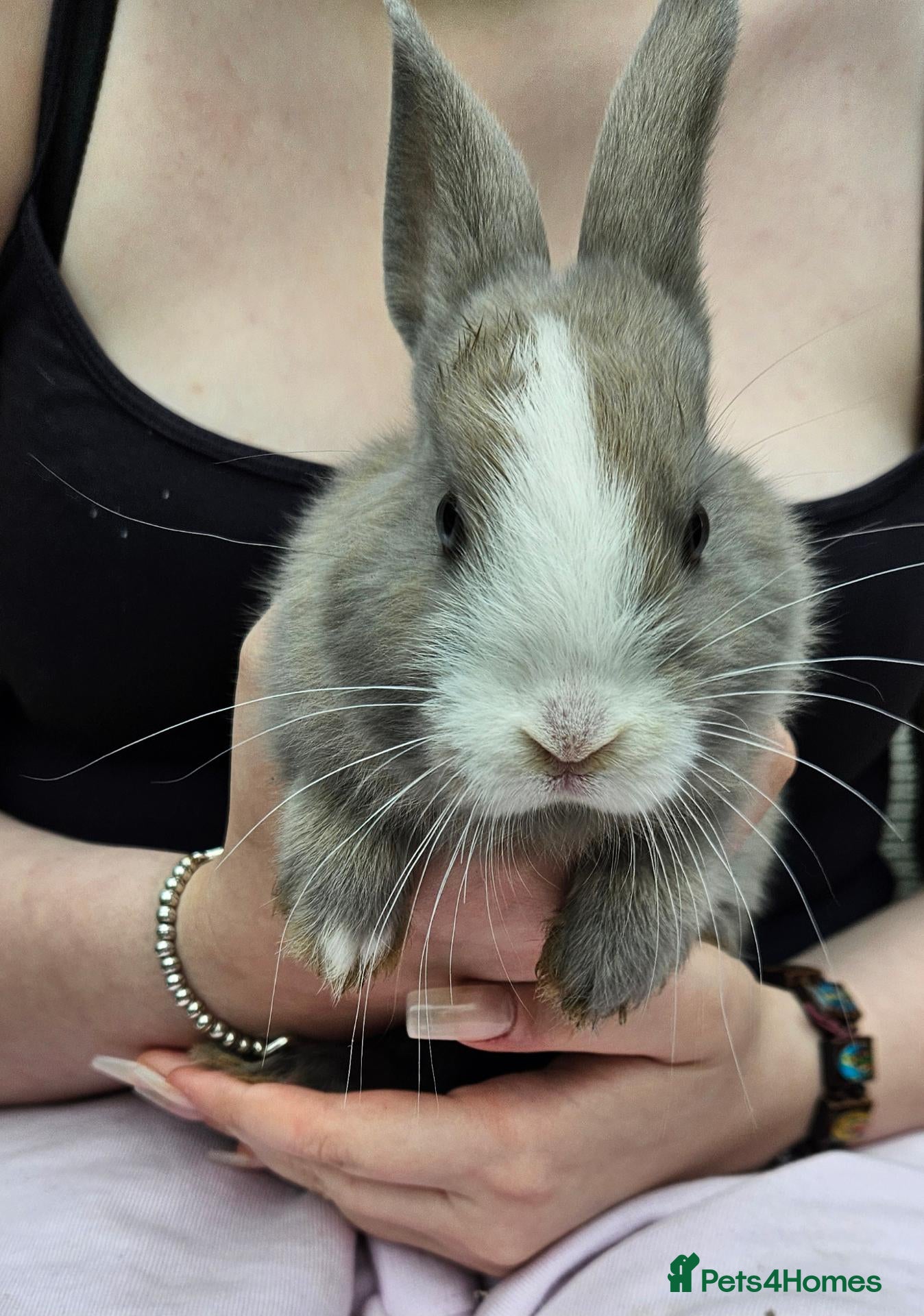 Mixed Breed rabbits Babies ready to go! Only 5 left! - Advert 1