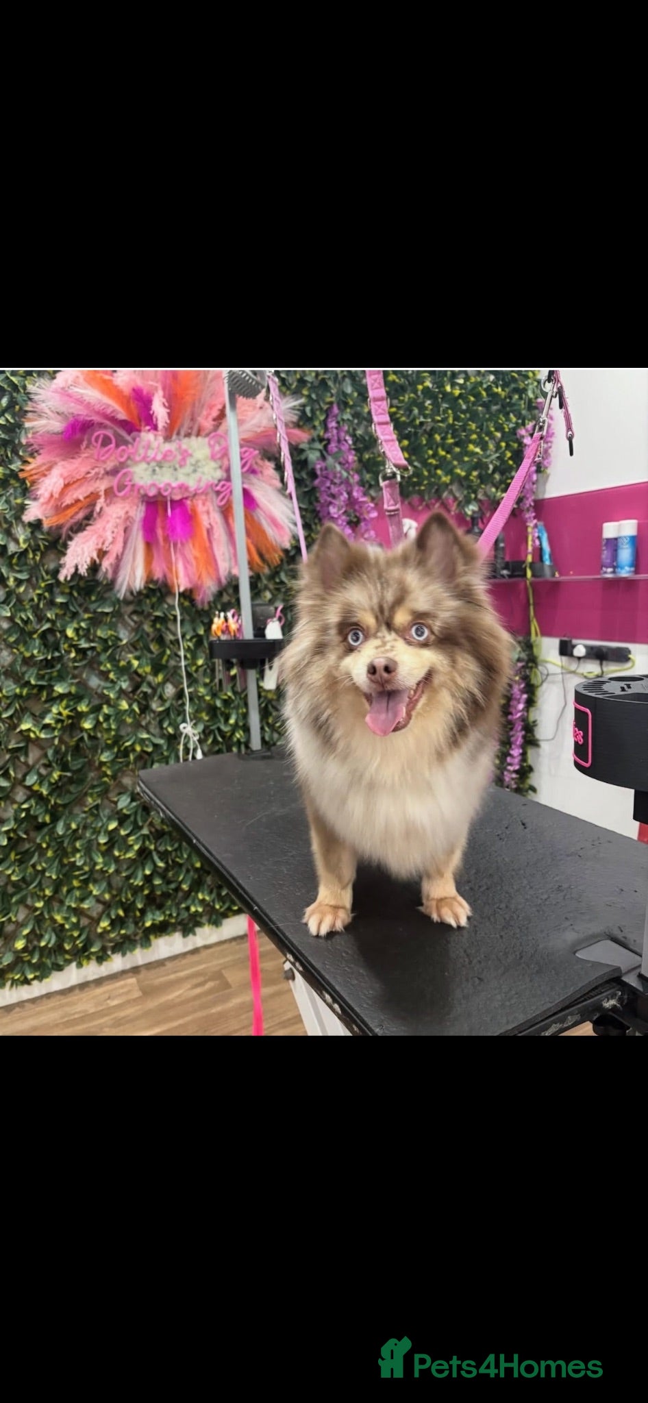 Pomsky dogs Beautiful chocolate and tan Pomsky girl  - Advert 7