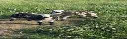 Sheep livestock for sale: Dutch Spotted × Zwartble Ewe Twin Lambs  in Sheffield - Advert 7
