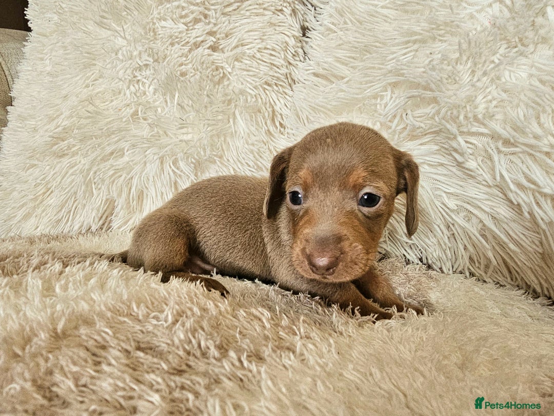 Miniature Dachshund dogs for sale: MINI DACHSHUNDS READY 20TH DEC  - Advert 26