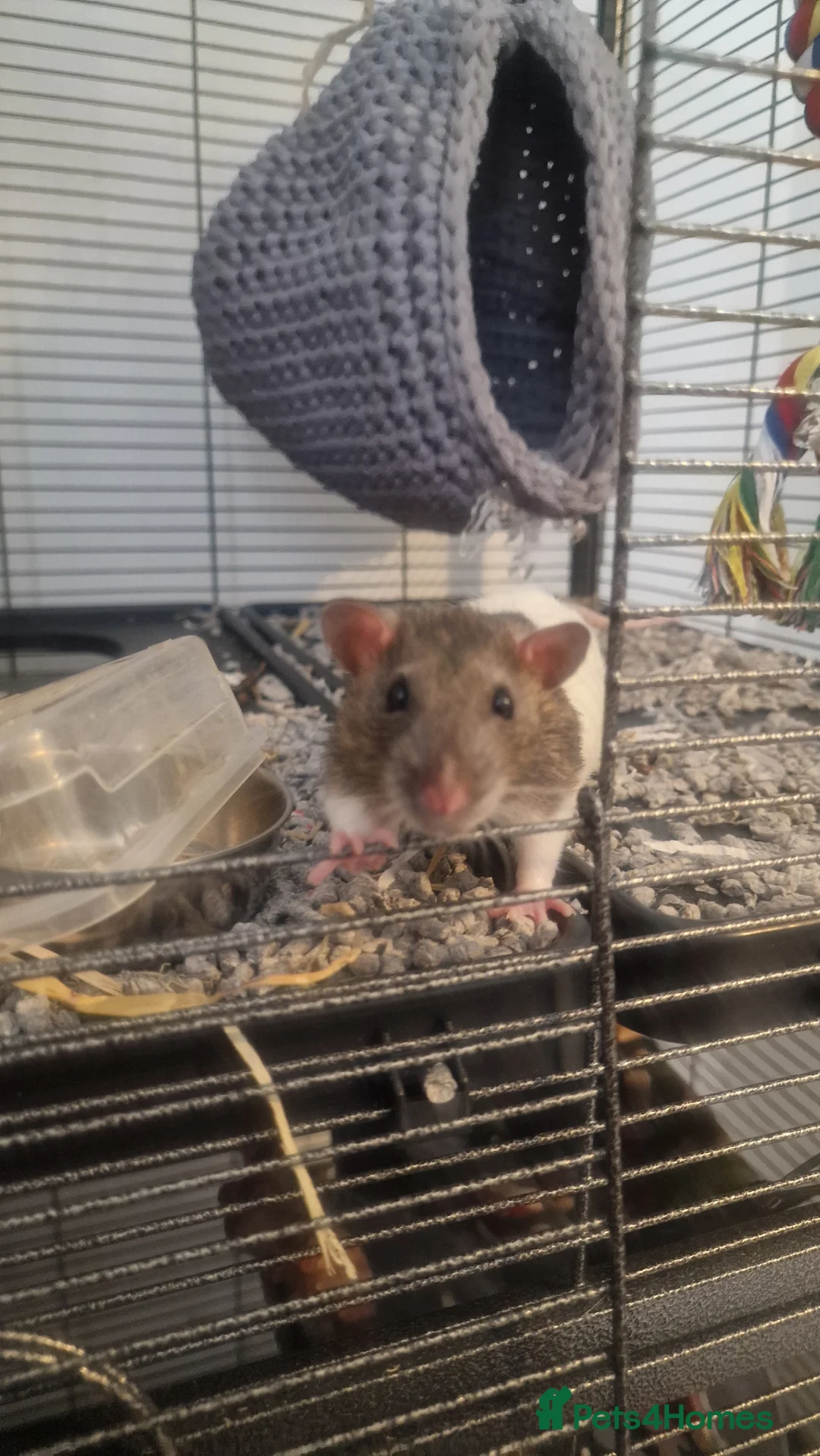 Rat rodents for sale: Two male rats cage and accessories  in Bury - Advert 5