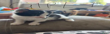 Mixed Breed 3
