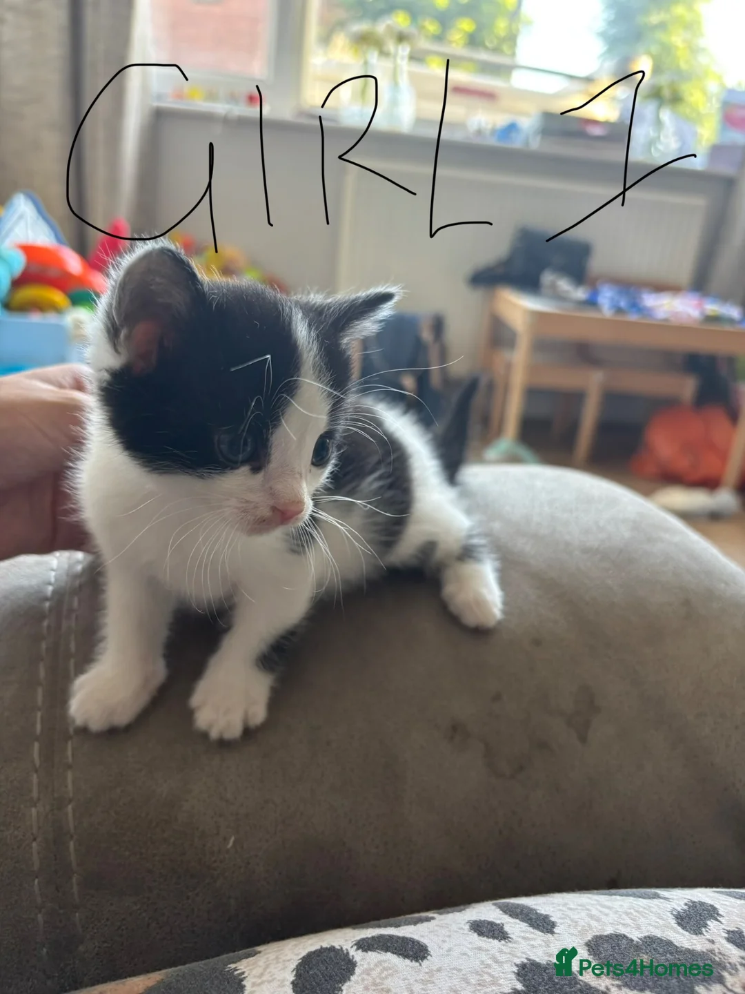 Mixed Breed cats for sale: 4 kittens  - Advert 2