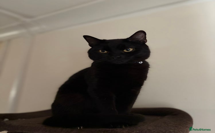 Mixed Breed cats - Advert 7