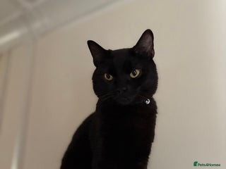 Mixed Breed cats - Advert 18