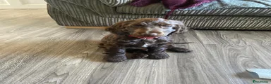 Cocker Spaniel Puppy 2