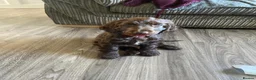 Cocker Spaniel dogs for sale: 100%show cocker spaniel kc reg   - Advert 33