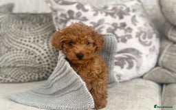 Toy Poodle dogs for sale: READY NOW!! RED F1 POODLE🍓 PUPPIES 🐶 🐕 - Image 6