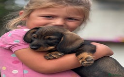 Dachshund dogs for sale: Beautiful standard wirehaired dachshund  - Image 2