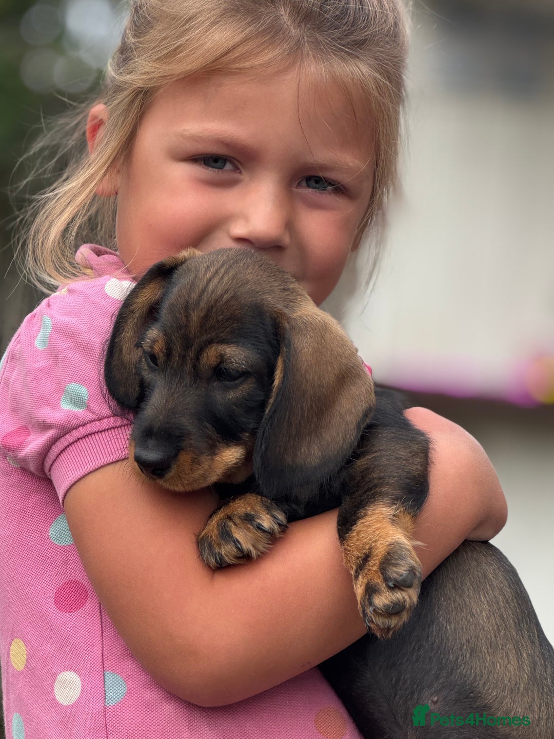Dachshund dogs for sale: Beautiful standard wirehaired dachshund  - Image 2