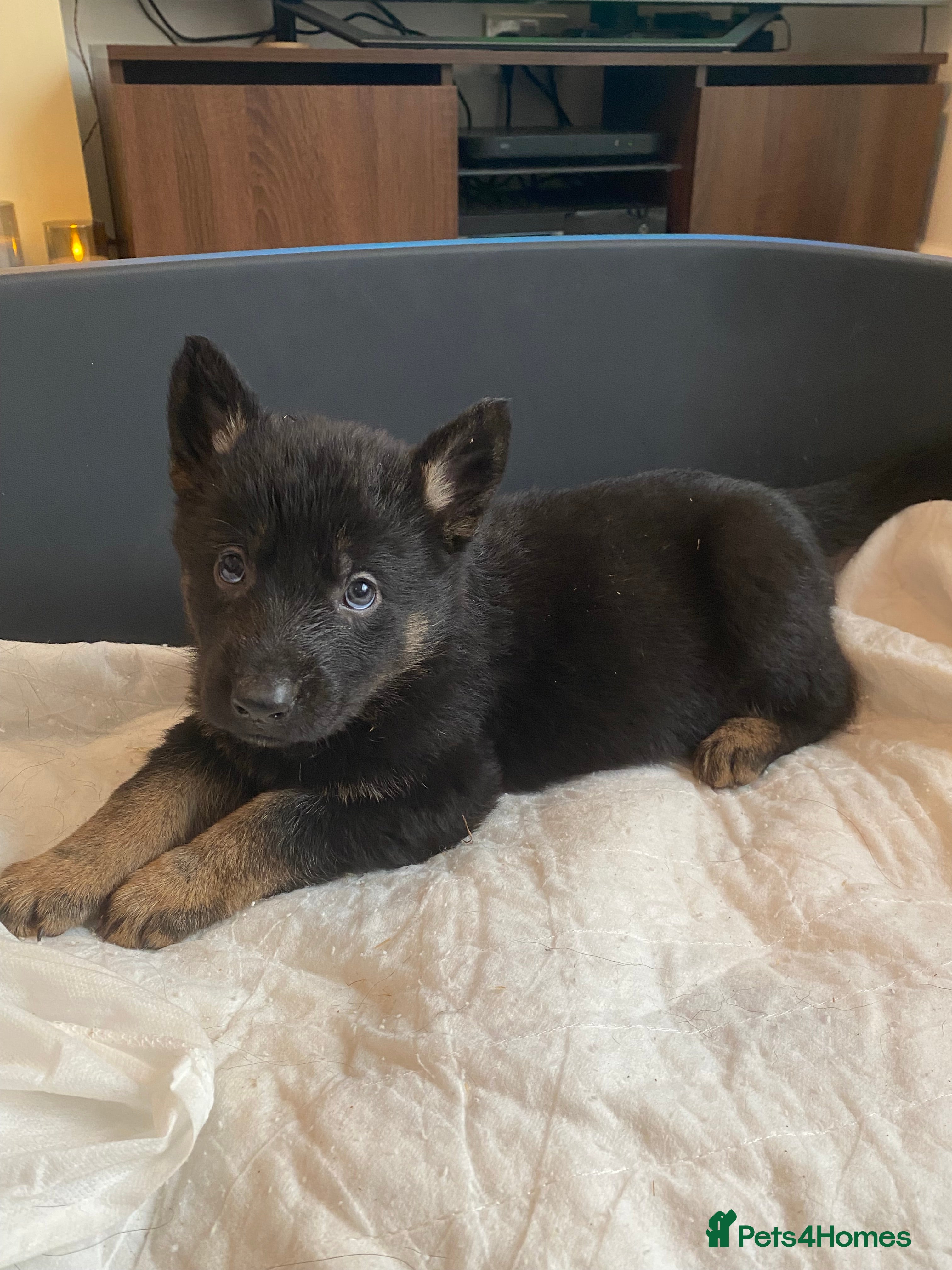 German Shepherd dogs German shepherd puppies  - Advert 2