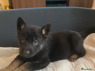 German Shepherd dogs German shepherd puppies - Advert 2