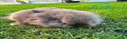 Lionhead rabbits for sale: Lionhead rabbits for sale  - Advert 22