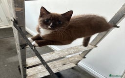Mixed Breed cats for sale: Male and female kitten - Image 5