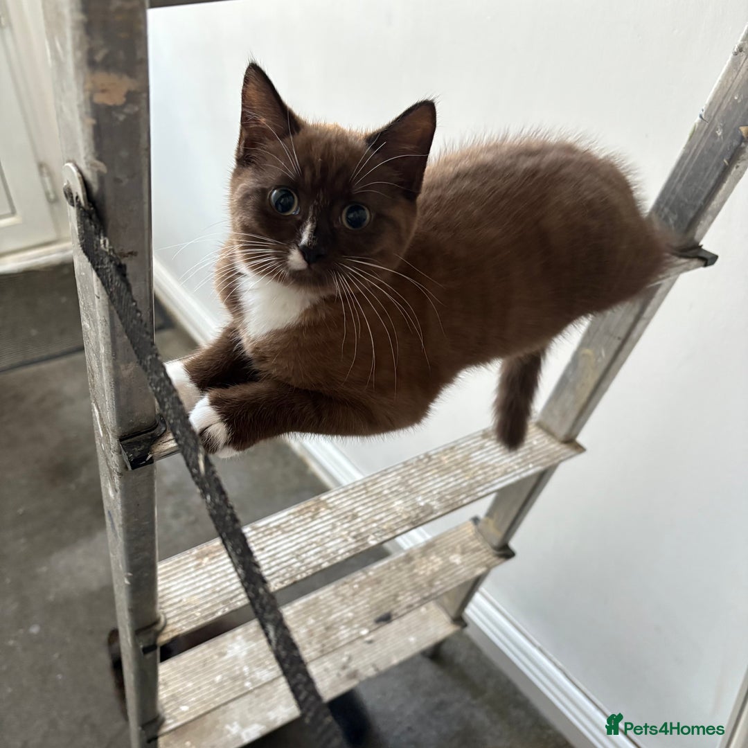Mixed Breed cats for sale: Male and female kitten - Image 5