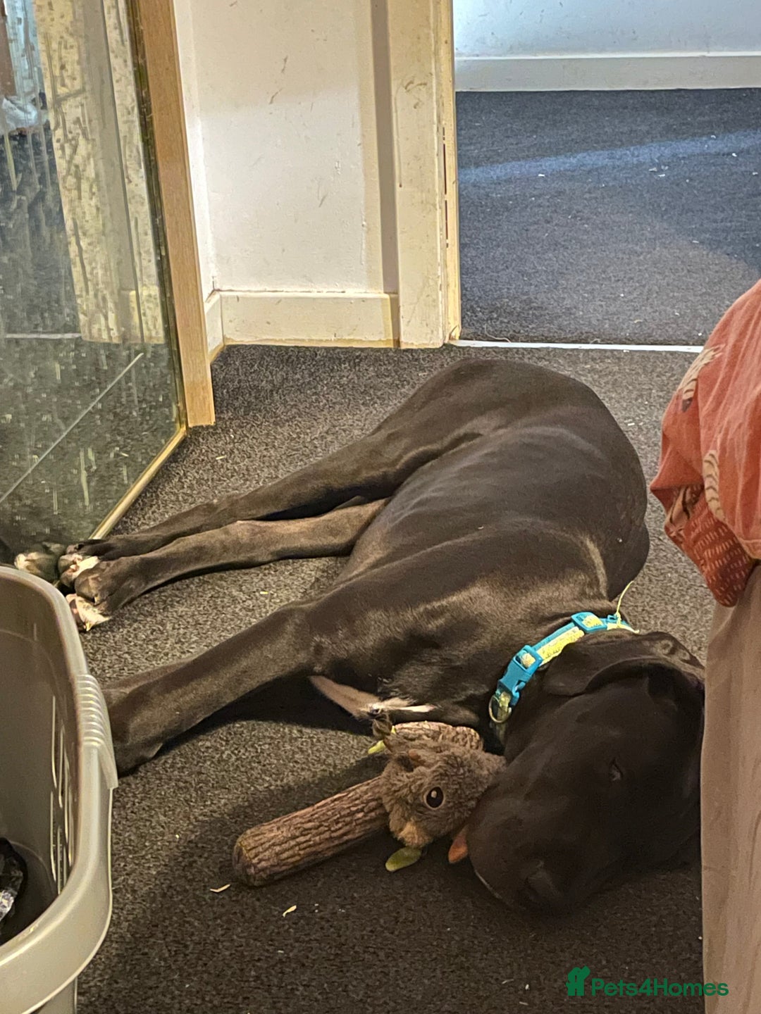 Great Dane dogs for sale: 1M 1F Great Dane pups looking for their new homes. in Bathgate - Image 2