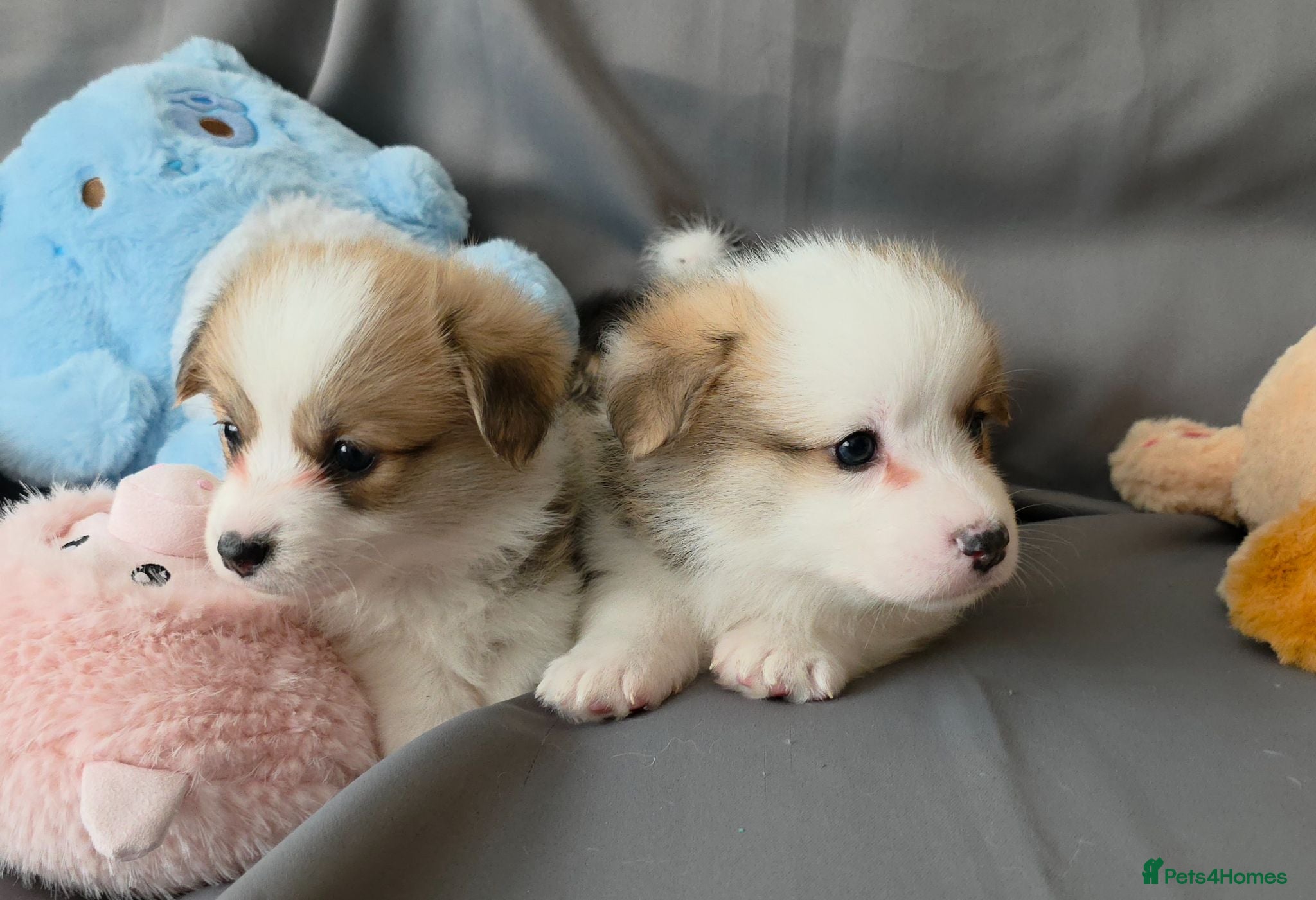 Welsh Corgi Pembroke dogs Corgi Puppies for Loving Homes – 1 Male, 1 Females - Advert 16