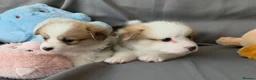 Welsh Corgi Pembroke dogs for sale: Corgi Puppies for Loving Homes – 1 Male, 1 Females - Advert 7