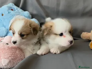 Welsh Corgi Pembroke dogs Corgi Puppies for Loving Homes – 1 Male, 1 Females - Advert 2