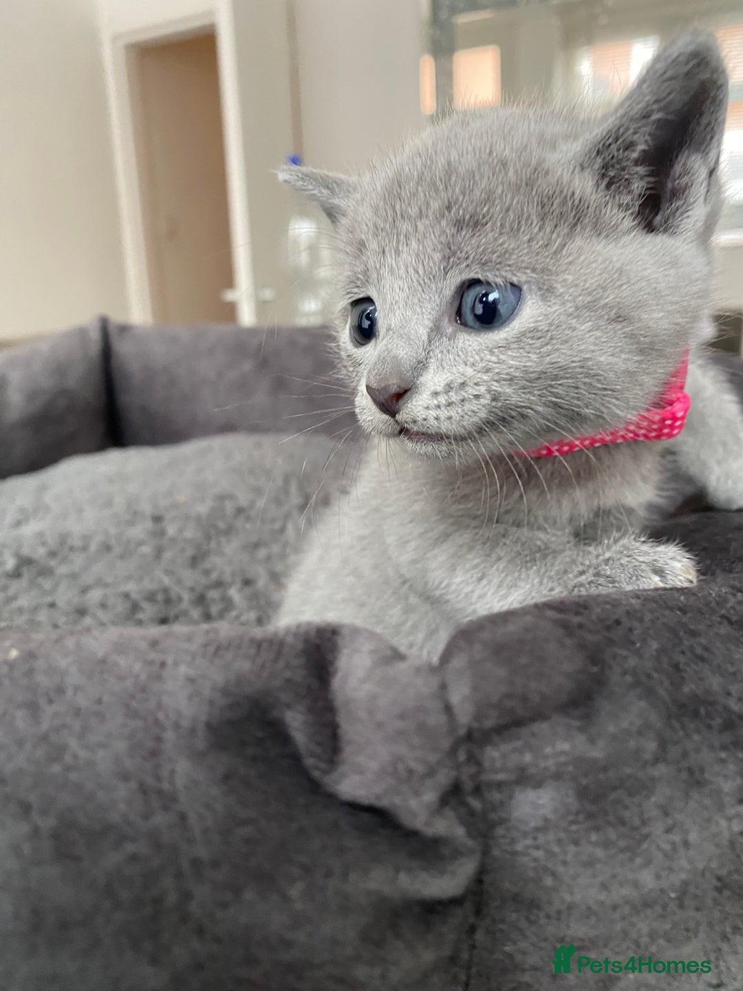 Russian Blue cats for sale: Russian blue kittens  - Advert 30