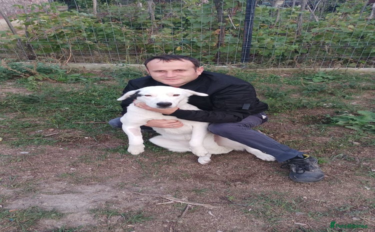 Mixed Breed dogs 🌸MEET BIANCA - A Gentle Girl for a Loving Home - Advert 5