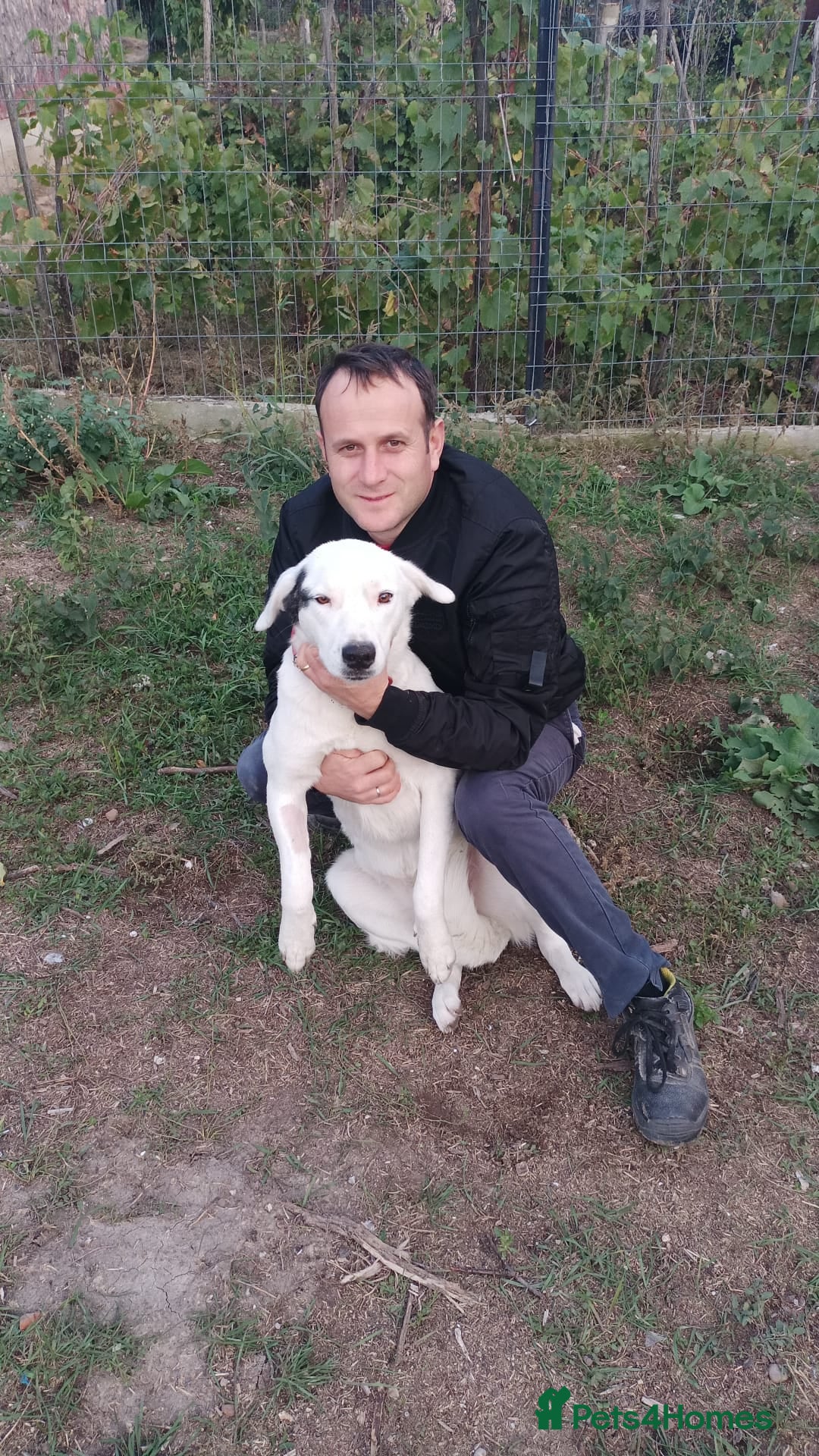 Mixed Breed dogs for adoption: 🌸MEET BIANCA - A Gentle Girl for a Loving Home - Advert 1