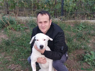 Mixed Breed dogs 🌸MEET BIANCA - A Gentle Girl for a Loving Home - Advert 13