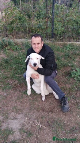 Mixed Breed dogs 🌸MEET BIANCA - A Gentle Girl for a Loving Home - Advert 13