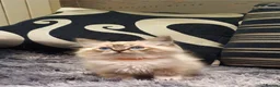 Ragdoll cats for sale: Stunning GCCF Registered Ragdoll Kittens. - Advert 15