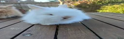 Mini Lop rabbits for sale: Waiting list for new bundles of joy  - Advert 5