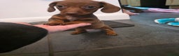 Dachshund dogs for sale: Dachshund  - Advert 12