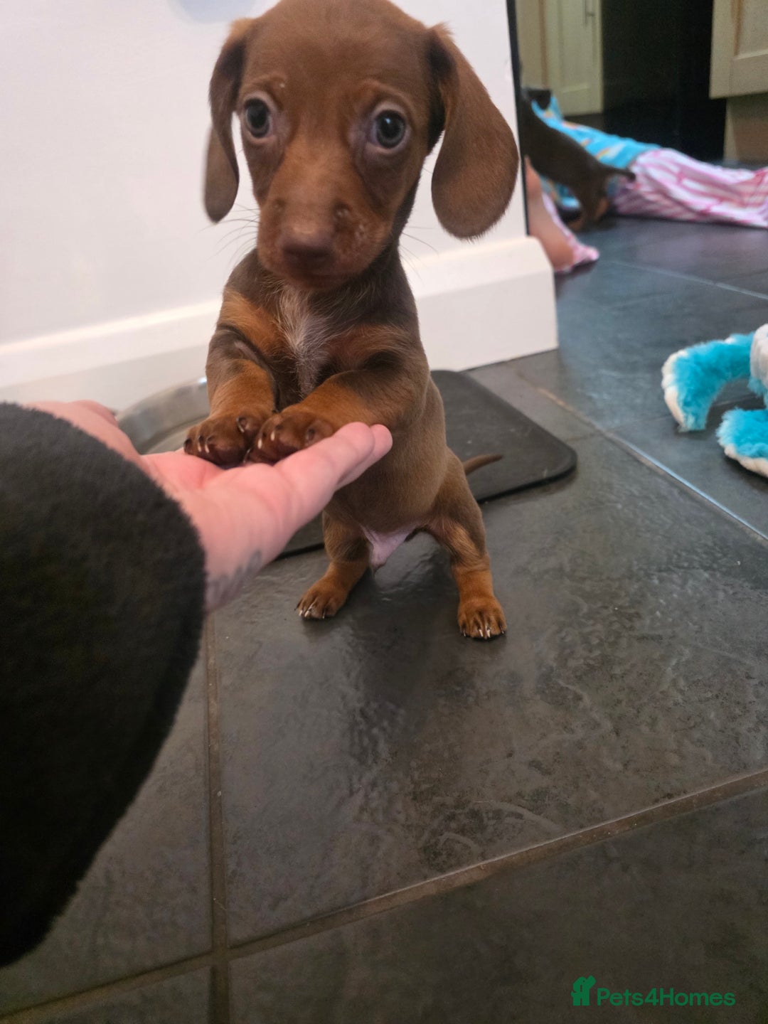 Dachshund dogs for sale: Dachshund  - Advert 12
