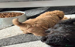 Maltipoo dogs for sale: Outstanding Malshipoo puppies - Image 12