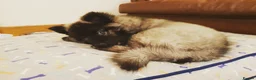 Eurasier dogs for sale: Euraiser Kennel Club registered Puppies for sale - Advert 5