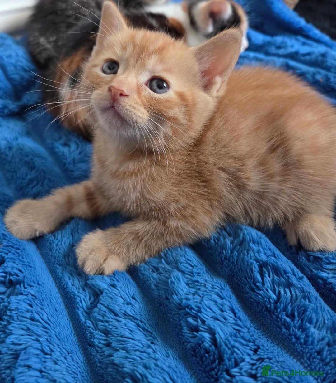 American Shorthair cats for sale: Gorgeous 8 Week Old Kittens - Image 11