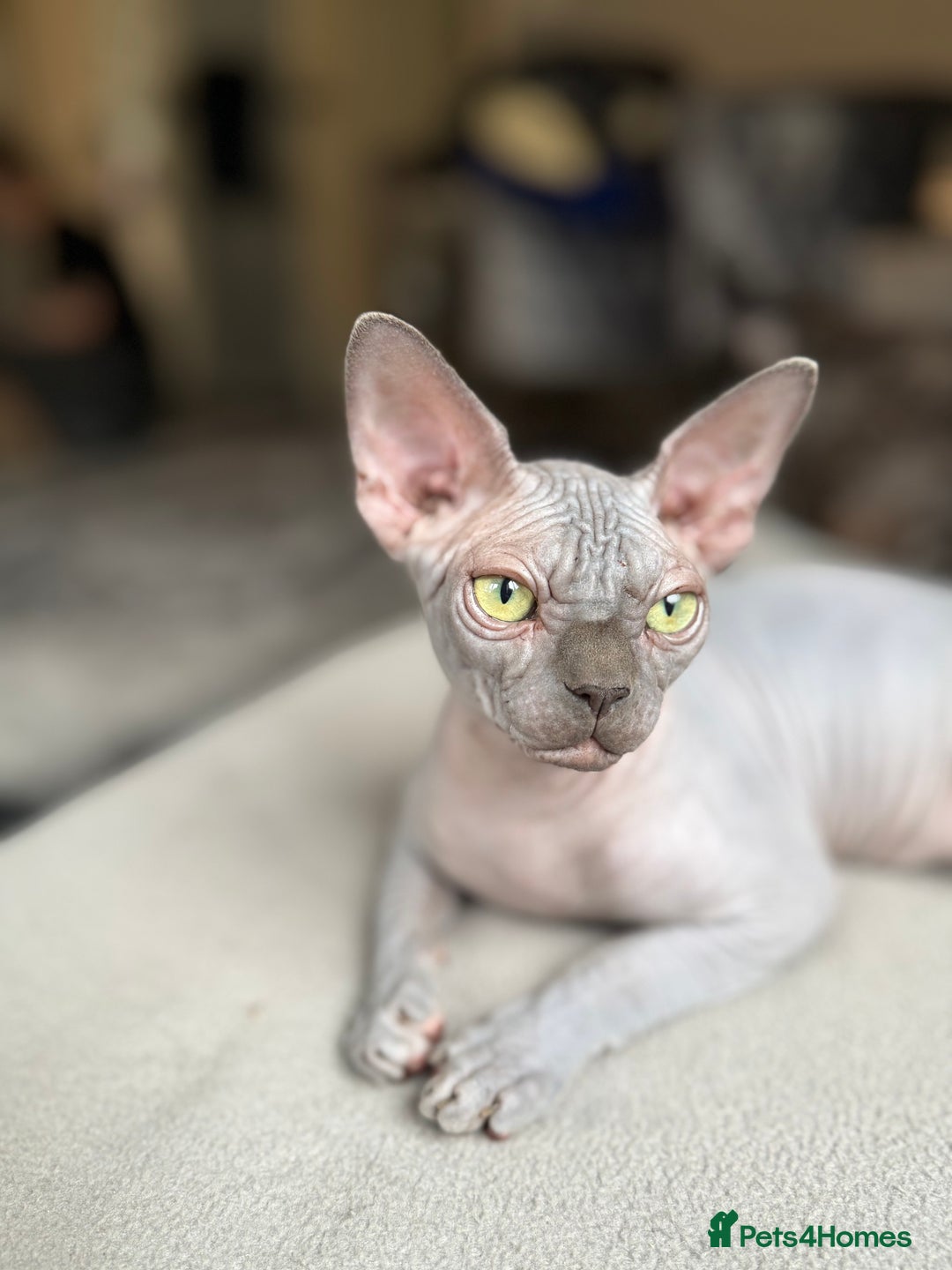 Sphynx cats for sale: Blue Sphynx Active Breeding Potential HCM Clear  - Advert 5