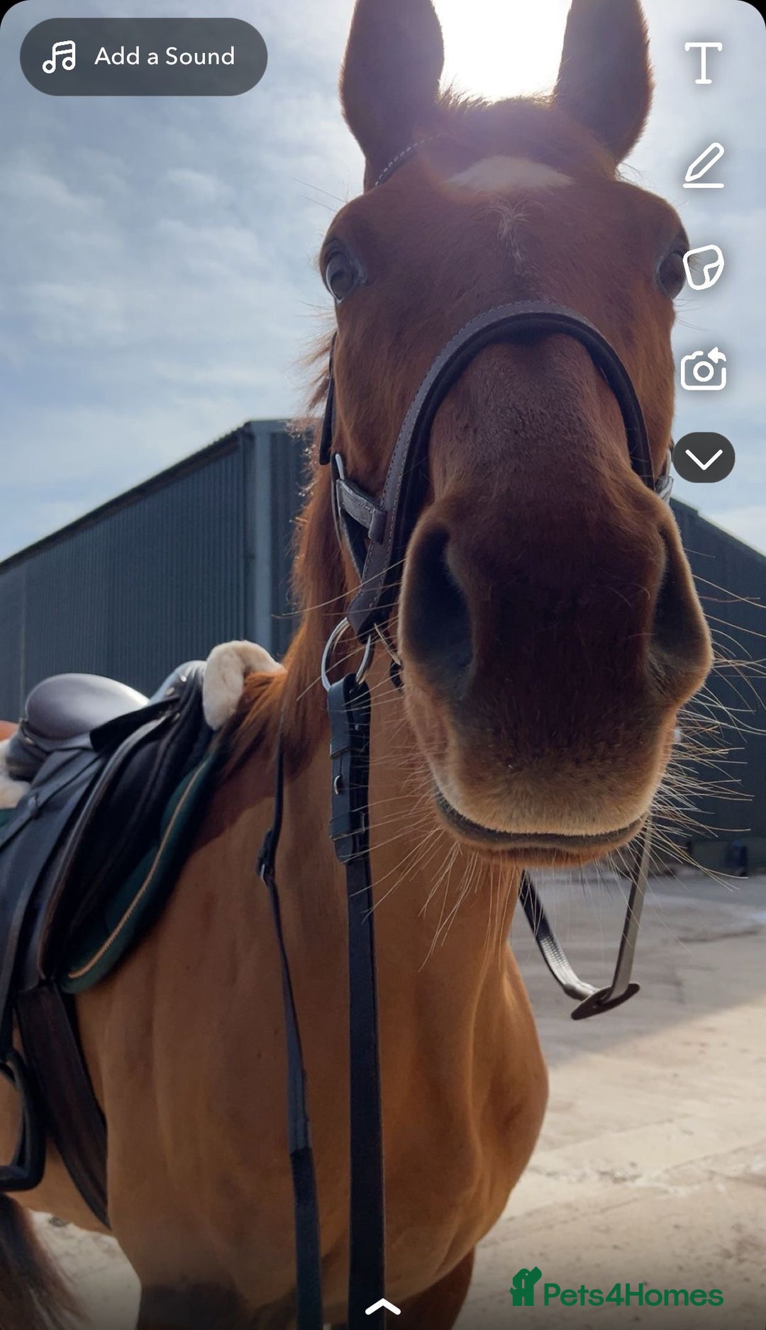 Irish Thoroughbred horses for sale: Beautiful chestnut mare for sale  - Image 2
