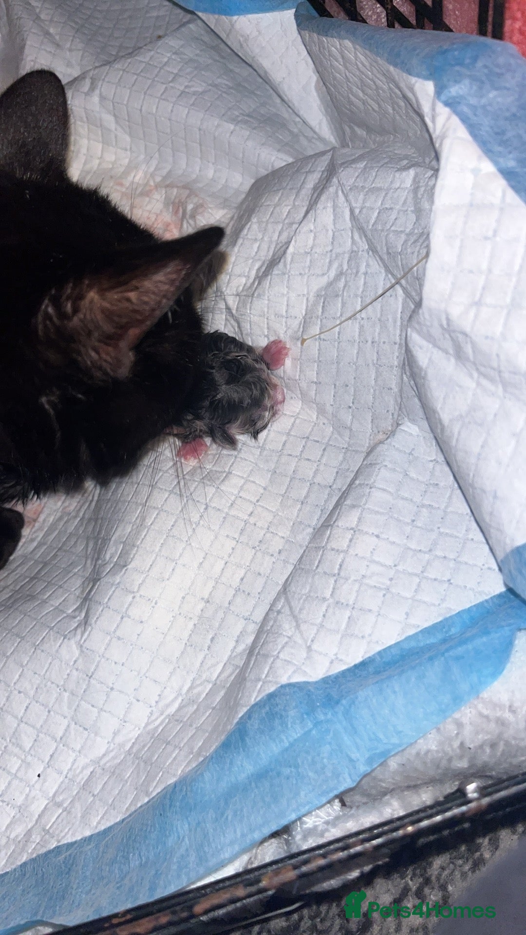 Domestic Shorthair cats for sale: 5 little kittens available  - Image 7