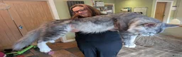 Maine Coon cats for sale: Handsome Maverick  - Advert 4