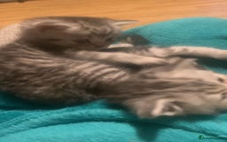 British Shorthair cats for sale: Rare silver tip British shorthair kittens - Advert 9