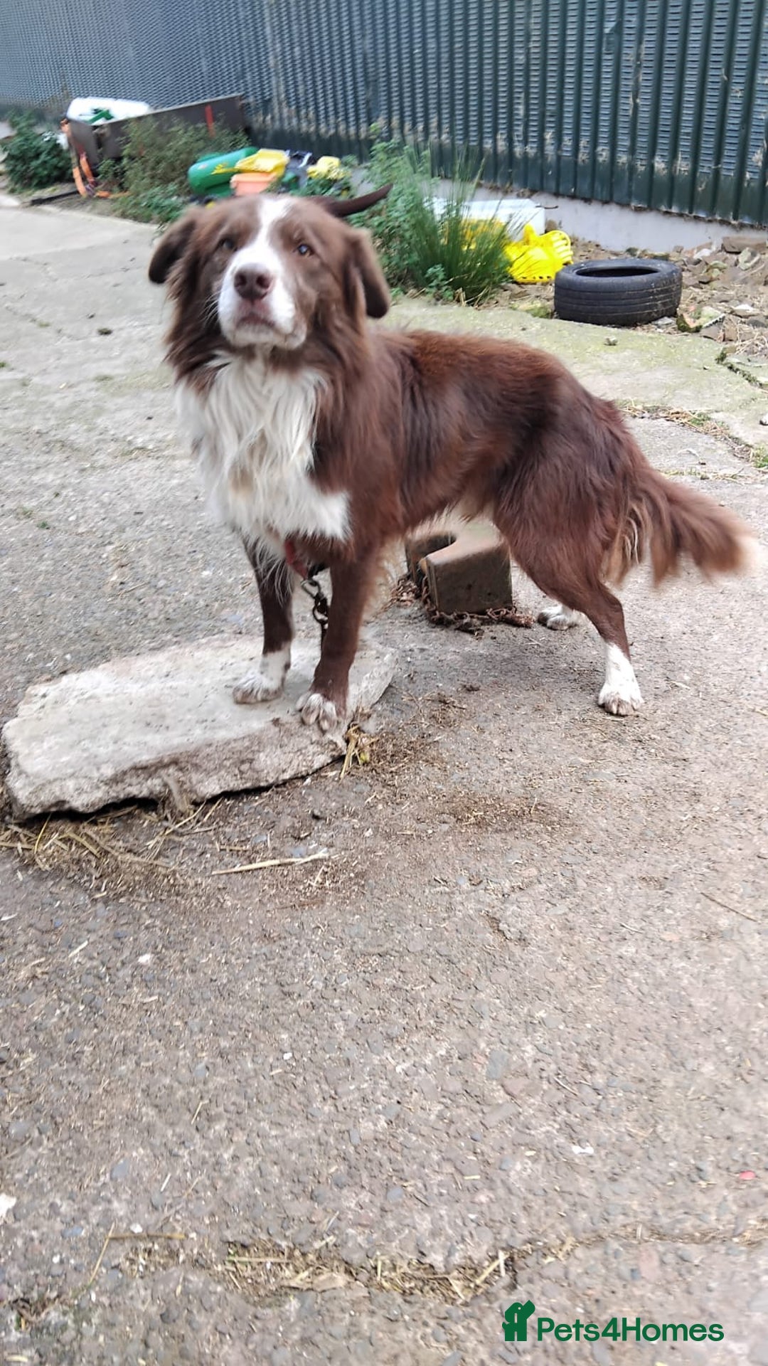 Border Collie dogs for sale: Lovely Collie puppies  - Advert 5