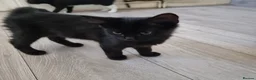 Domestic Shorthair cats for sale: Black and Tuxedo Kittens in London - Advert 4