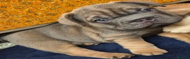 Otto