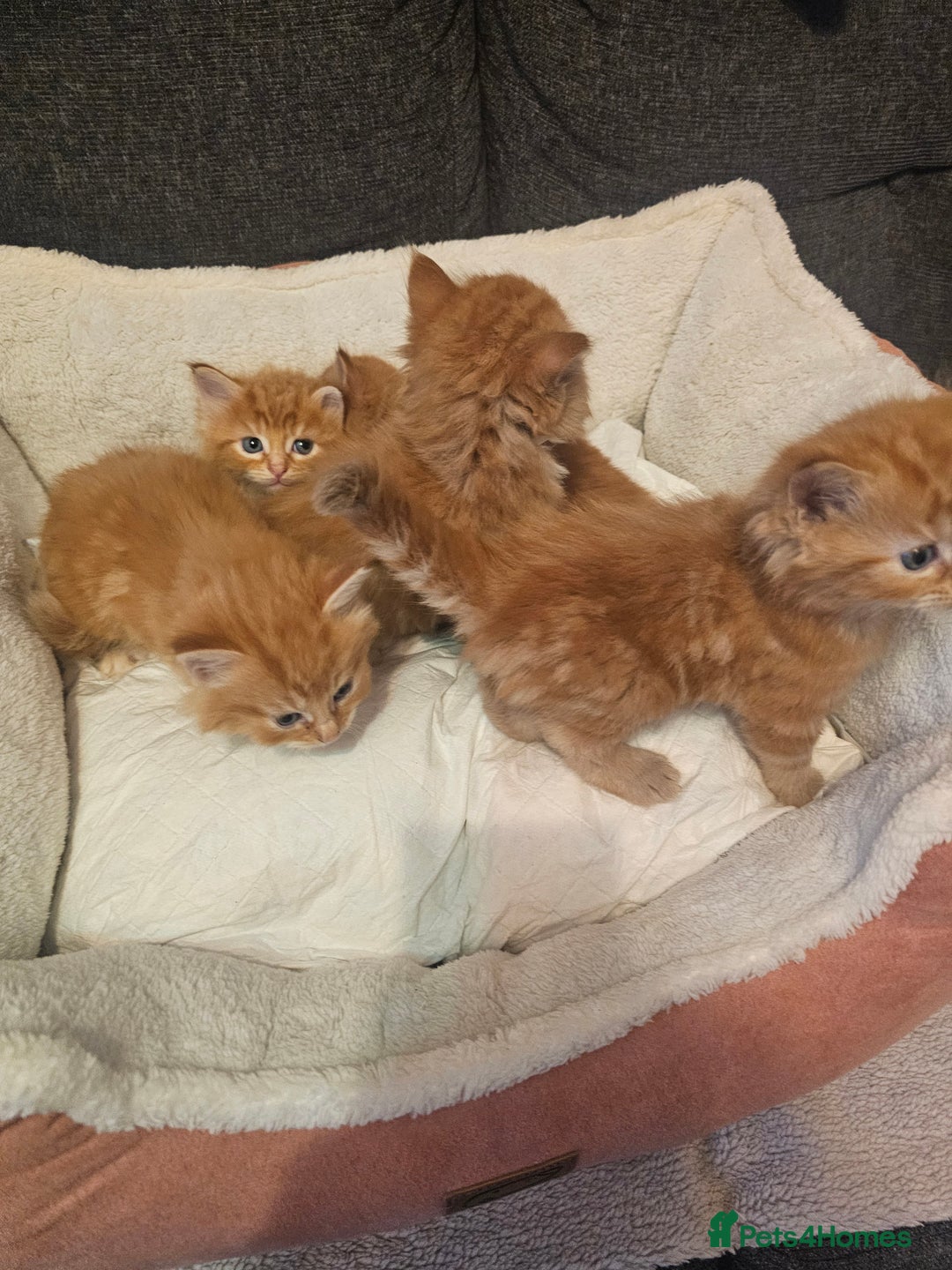 Maine Coon cats for sale: Maine Coone  - Image 15