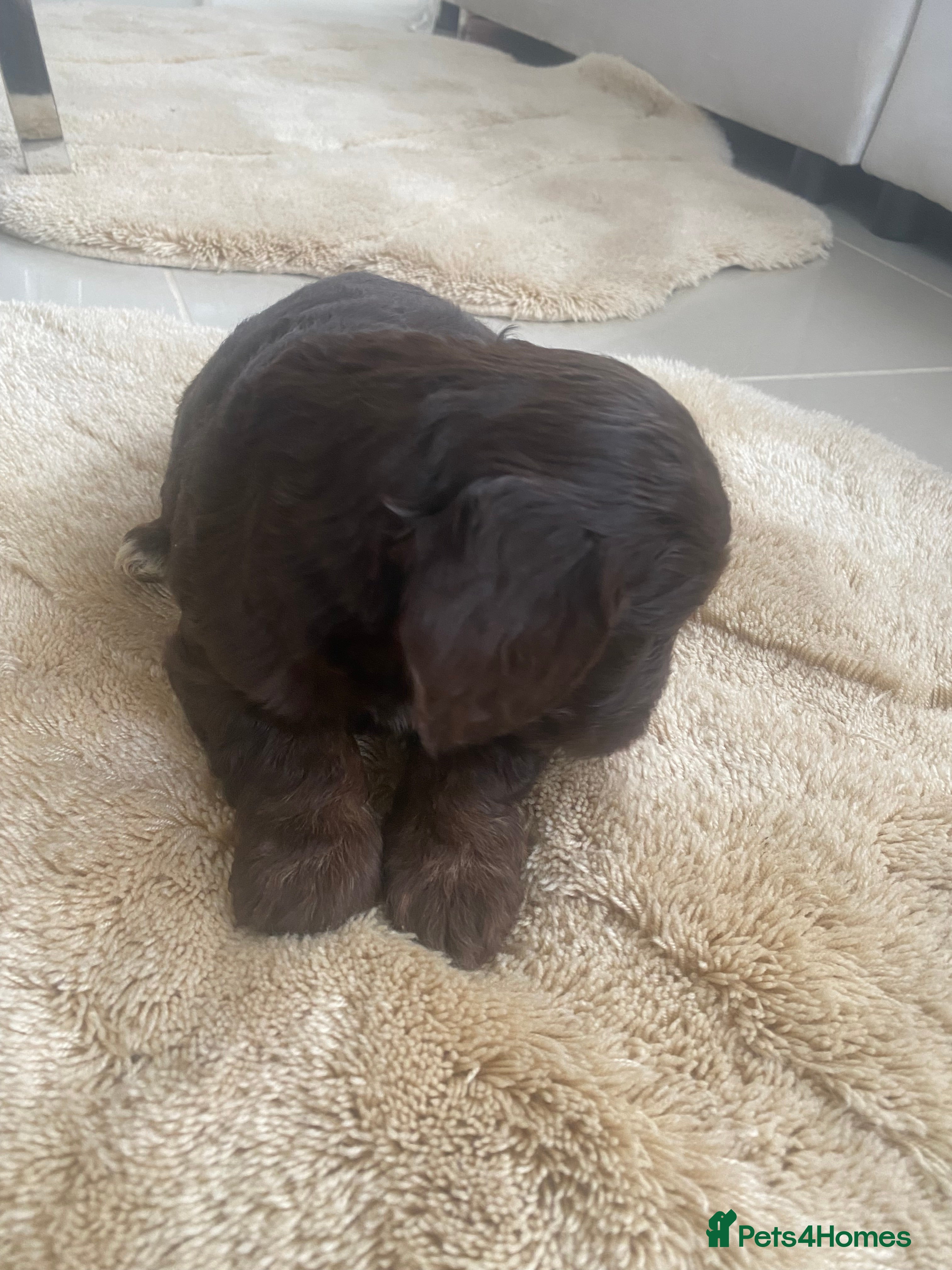 Cockapoo dogs Cockapoo puppies  - Advert 1