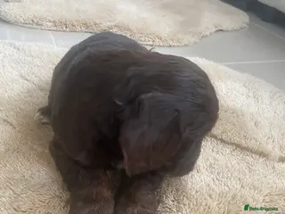 Cockapoo dogs Cockapoo puppies - Advert 1