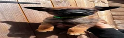 Belgian Shepherd Dog dogs for sale: Belgian malinois - Advert 12