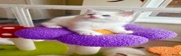 Ragdoll cats for sale: Gorgeous Tica registered Ragdoll kittens 1 girl  - Advert 20