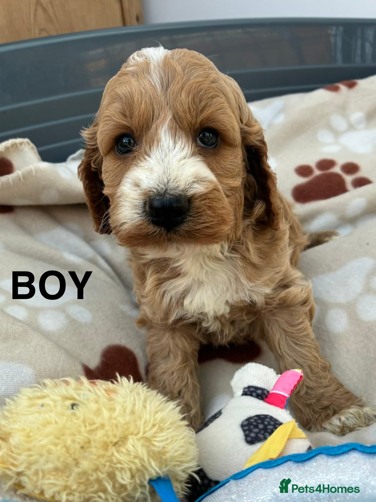 Cockapoo dogs F1 Cockapoo Puppies Available! - Advert 2