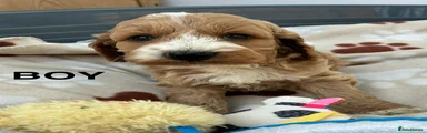 Cockapoo Puppy 1